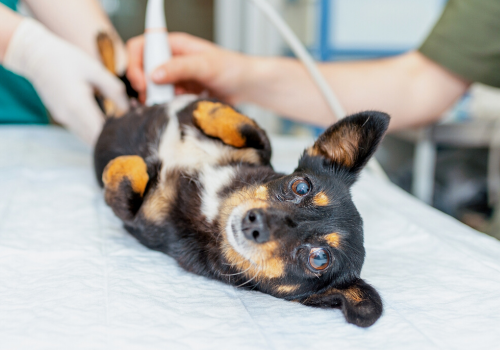 Pregnant dog receiving an ultrasound on an exam table