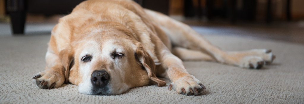 Old dog sleeping