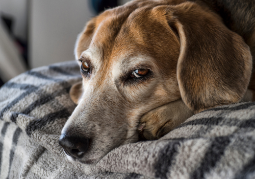 Old dog laying down on a blanket