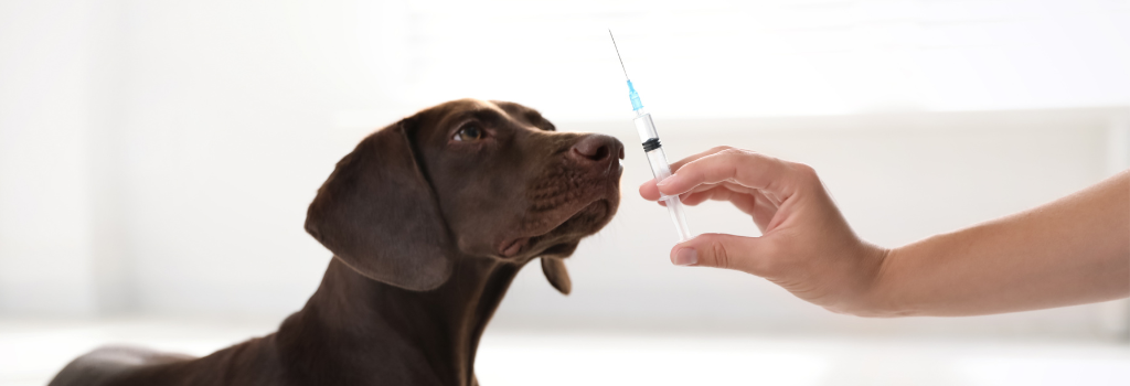 Dog looking at vaccine needle