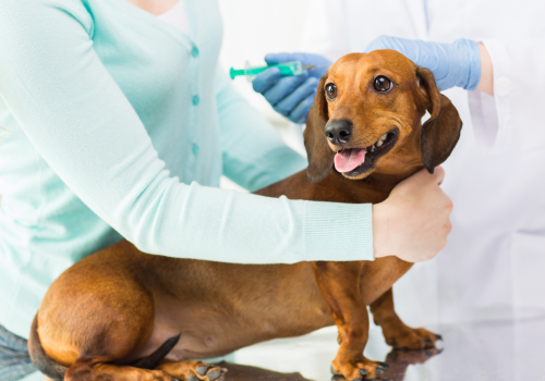 Dog sitting on an exam table about to receive a vaccination