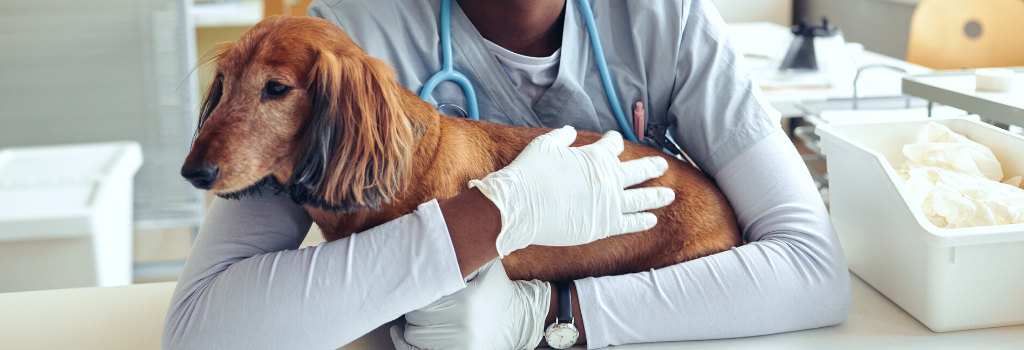 Puppy being held by veterinarian on exam table