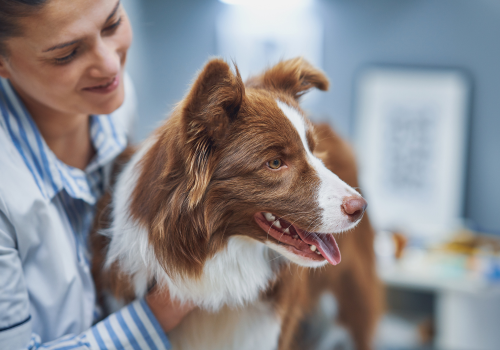 Dog in a veterinary office for exam