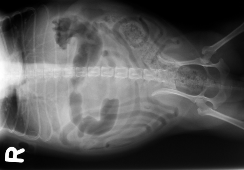 Dog abdomen x-ray