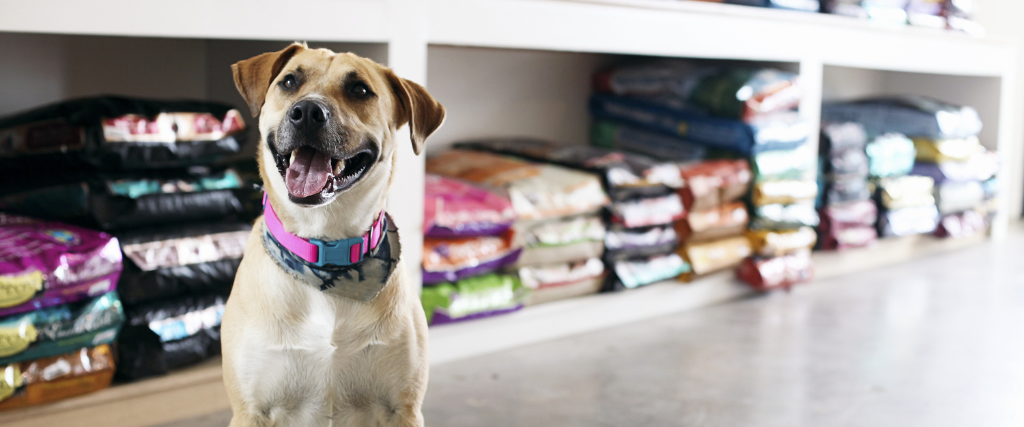 Dog sitting by pet food options in a store