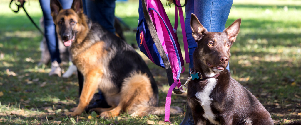 Dogs in obedience training class