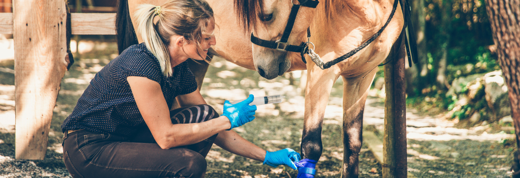 Veterinarian with gloves examing horse