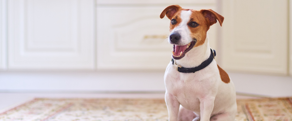 Cute dog jack russell sitting in the kitchen floor on carpet.