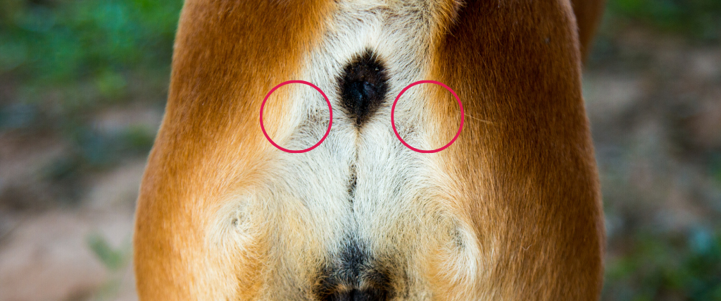Location of anal glands on a dog’s butt