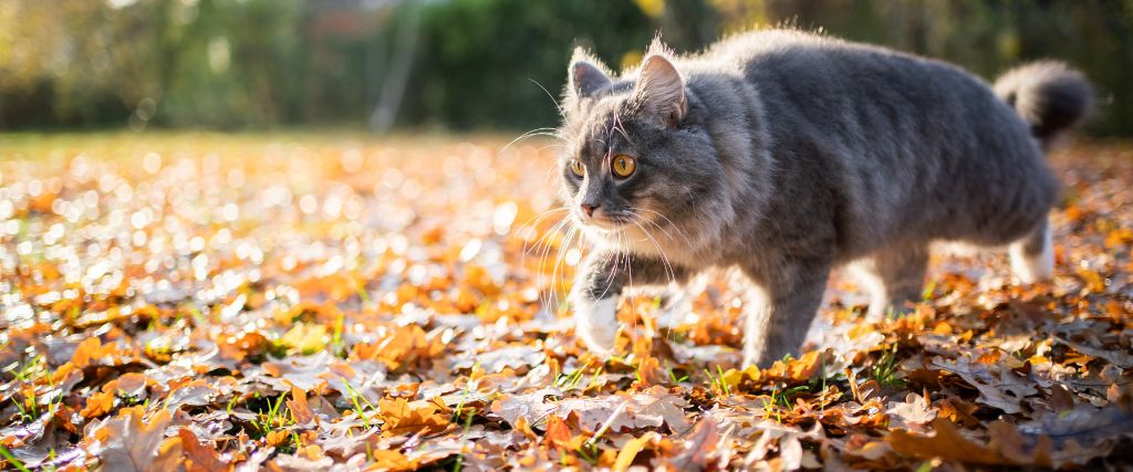 Cat walking outside in autumn.