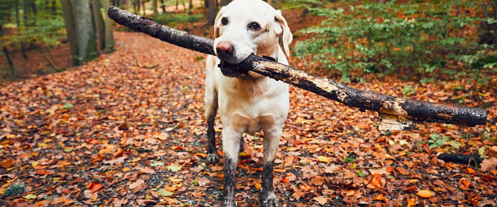 Yellow lab carrying big stick; muddy paws.