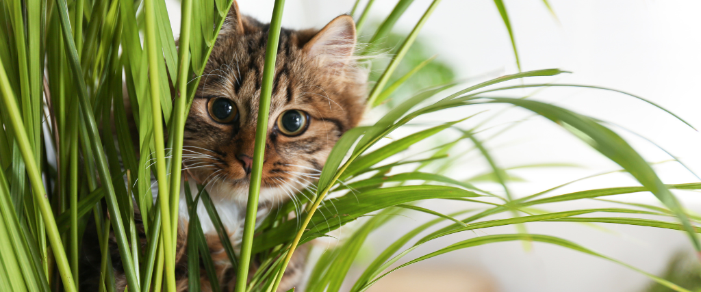 Cat sitting in indoor plant.