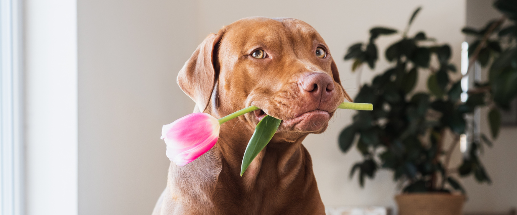 Dog with tulip in its mouth