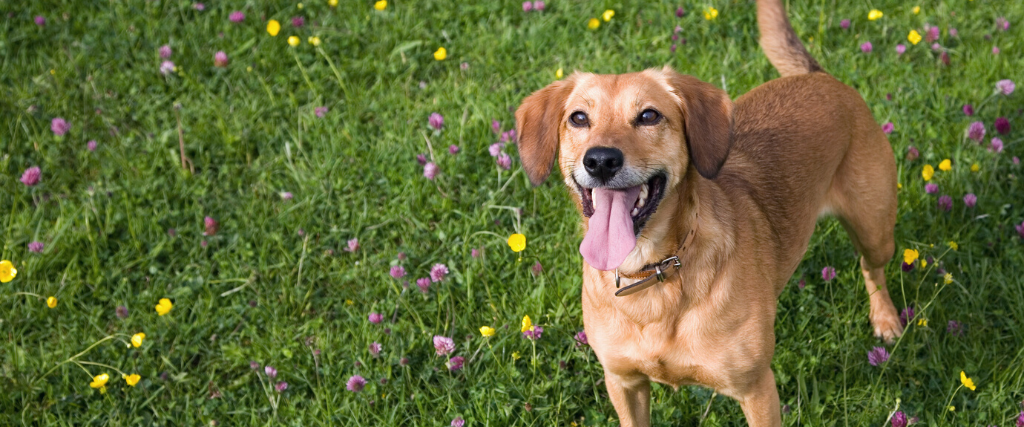 Dog standing in buttercups