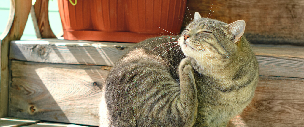 The cat is scratching itself on the wooden porch of a country house in outdoors.