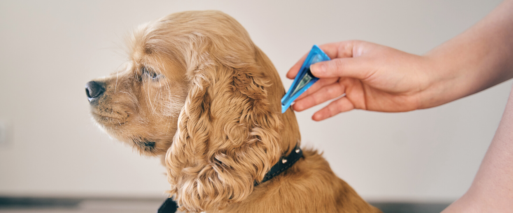 the dog is treated with a flea remedy.