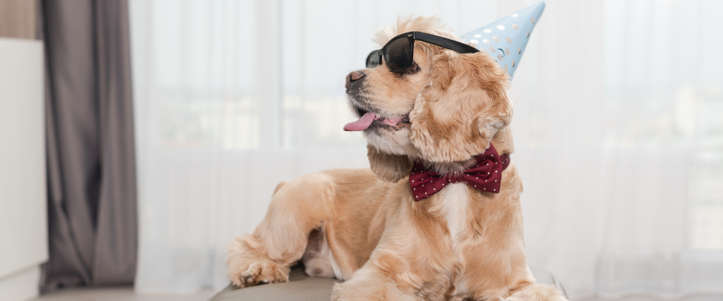 Cocker spaniel with party hat and sunglasses.