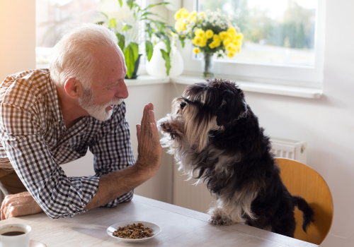 Grandpa with schnauzer treats