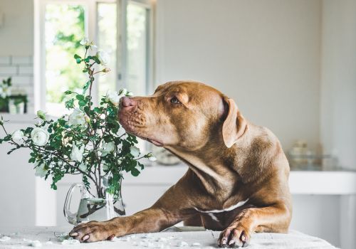 Dog smelling plant.