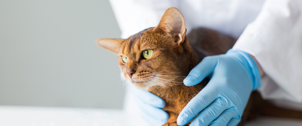 Red cat in the hands of a veterinarian