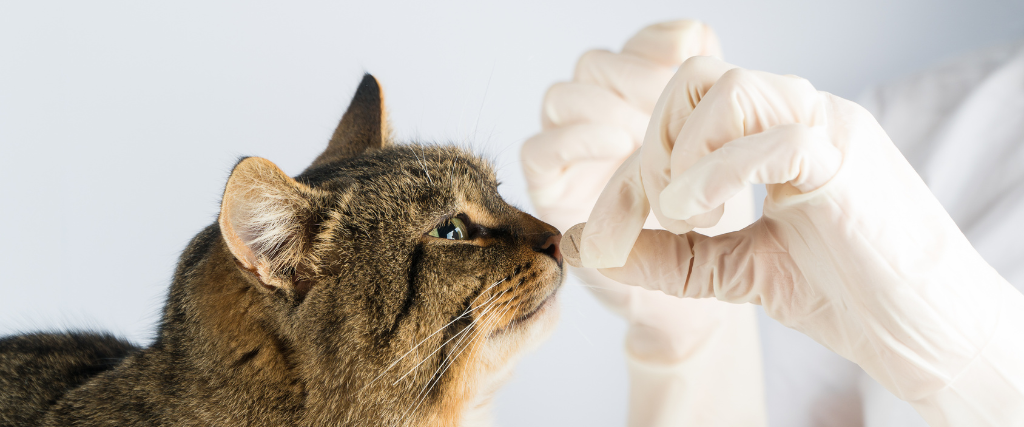 Vet gives cat a pill.