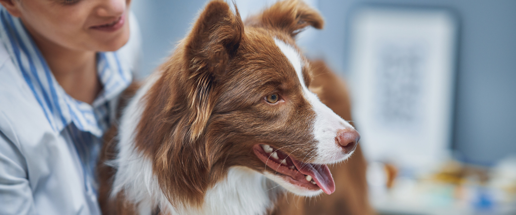 Brown Border Collie dog during visit in vet