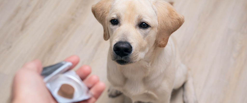 vet giving pill to obedient dog