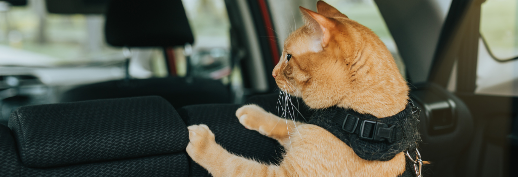 Cat with harness in car traveling