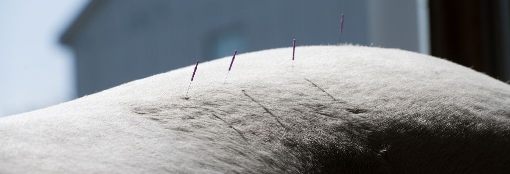 Gray horse back acupuncture.