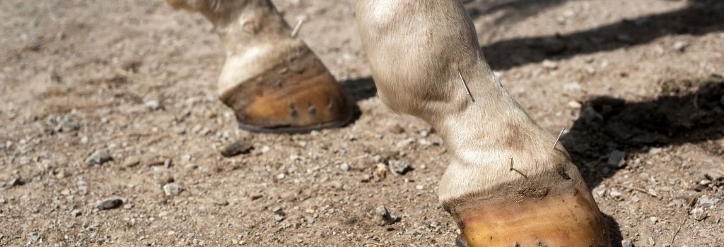 Horse foot acupuncture.