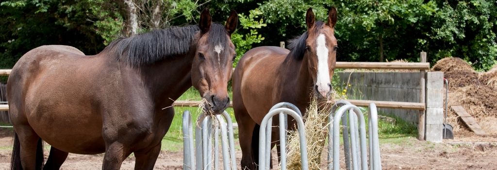 Horses eating hay in trough.