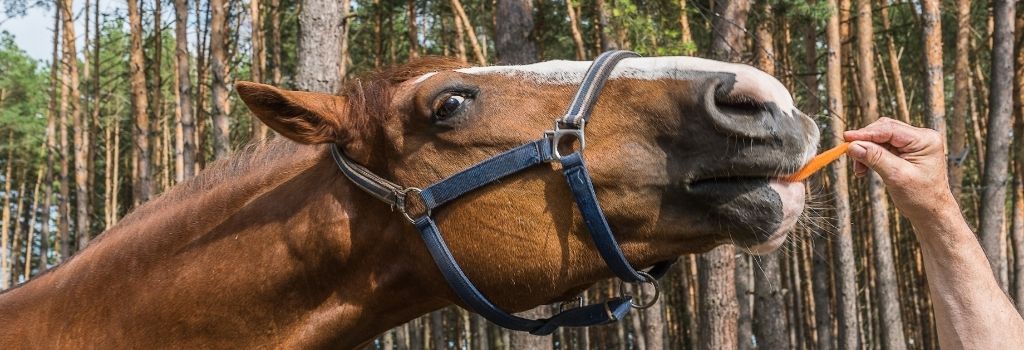 Horses eating carrot.