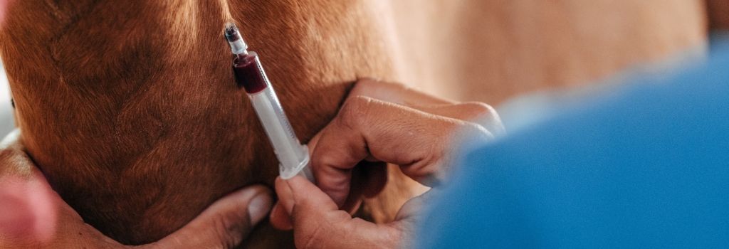 Horse blood taken during wellness exam from female veterinarian.