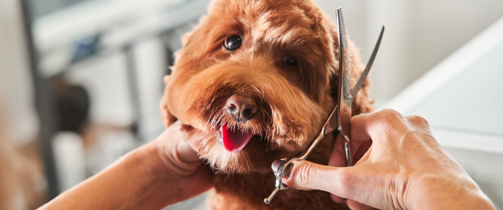 Professional groomer cut fur with scissors and clipper at the little smile dog labradoodle.