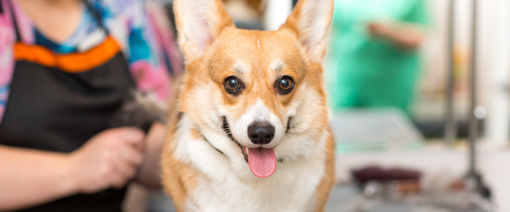 Corgi puppy at the hairdresser