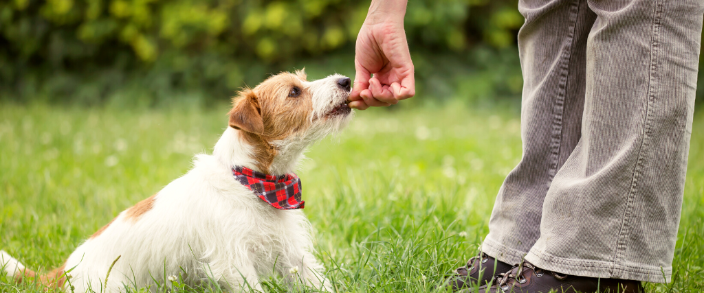 Pet obedience training with dog