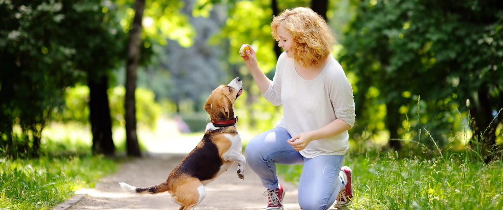 Obedient pet with owner