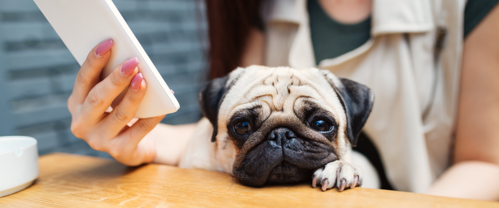 Pet owner looking at phone with pug