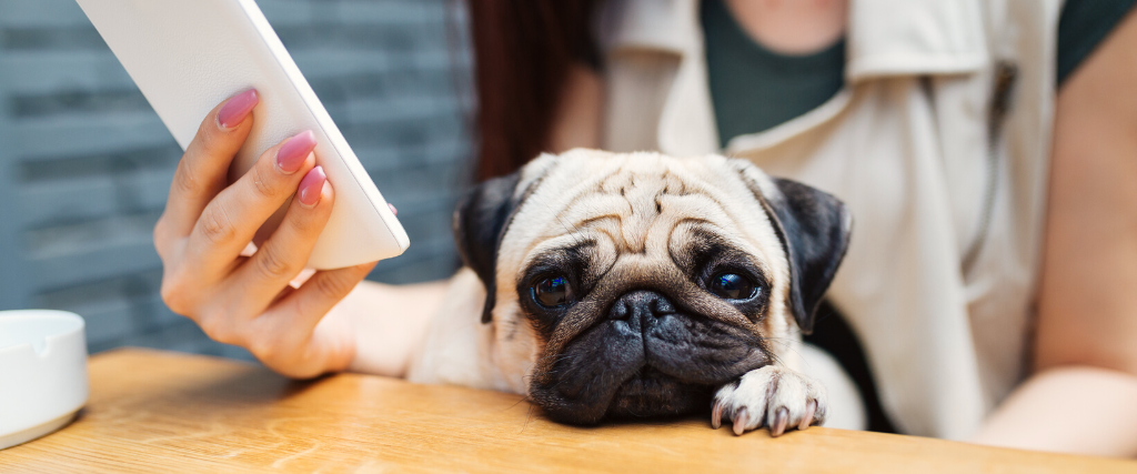 Owner holding pug and cell phone