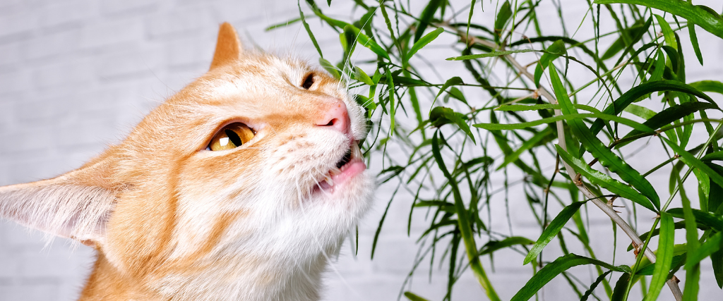 Cat biting unsafe plant