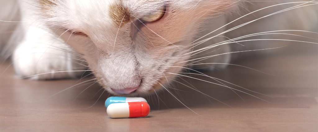 Cute tabby cat sniffs on medicine capsules.