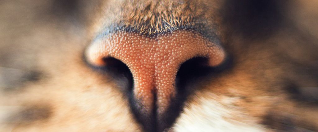 Close up of american short hair cat nose.