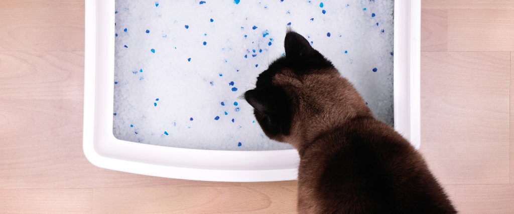 Cat inspecting litter box.