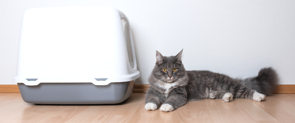 Cat next to litter box.