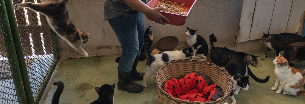 Volunteering with cats at an animal shelter