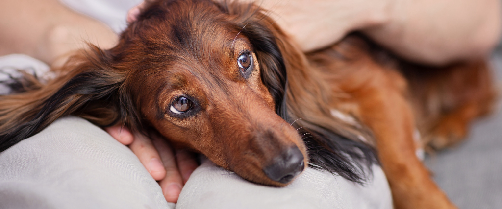 dachshund looks sad in the arms of the owner,