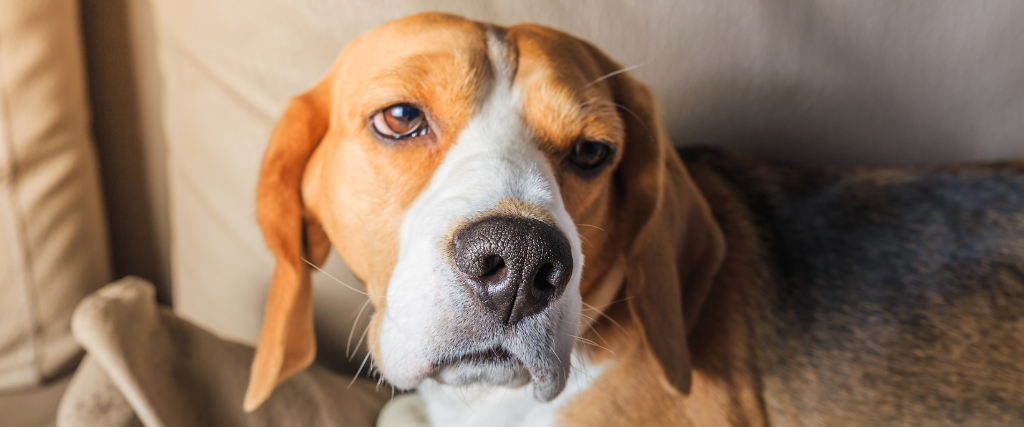 Sad tired beagle dog on sofa.