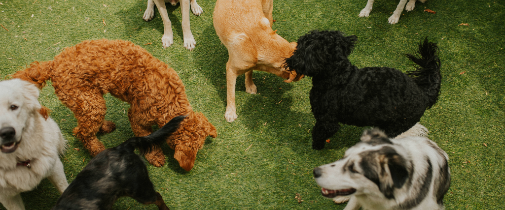 Dogs playing at daycare