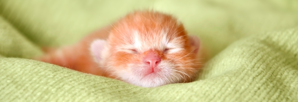Newborn kitten sleeps on a green blanket