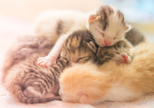 Several small kittens cuddle together